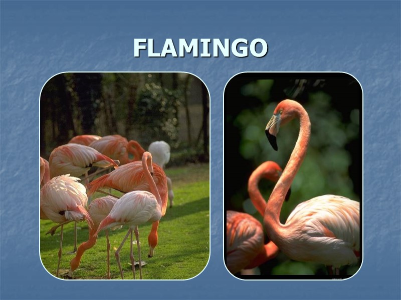 FLAMINGO